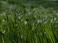 Grassland field white wildflowers field Closeup Evening Spring Nature