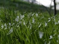 Grassland field white wildflowers field Closeup macro