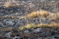 A grassland after a fire image in horizontal format Royalty Free Stock Photo