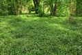 Grass flowering in forest glade, spring season nature background