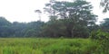 Grassland and forest in Singapore