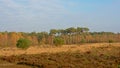 Grassland and forest with spruce and pine trees in Kalmthout heath Royalty Free Stock Photo