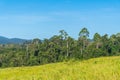 Grassland Green meadow and mountains Khao Yai National Park Royalty Free Stock Photo