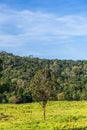 Grassland Green meadow and mountains Khao Yai National Park