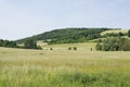 Grassland green spring landscape meadow with hill forest Royalty Free Stock Photo