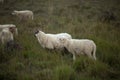 Grassland heather meadow with sheep in early morning autumn Royalty Free Stock Photo