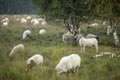 Grassland heather meadow with sheep in early morning autumn Royalty Free Stock Photo