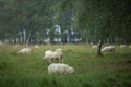 Grassland heather meadow with sheep in early morning autumn Royalty Free Stock Photo
