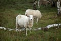 Grassland heather meadow with sheep in early morning autumn Royalty Free Stock Photo