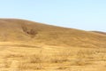 Grassland at Hulunbeier Royalty Free Stock Photo
