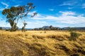 Grassland landscape in the bush with Grampians mountains in the background, Victoria, Australia Royalty Free Stock Photo