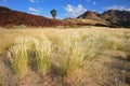 Grassland landscape, Namibia
