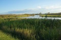 Louisiana swamp river landscape Royalty Free Stock Photo