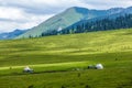 Grassland in nalati,Xinjiang