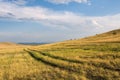 Grassland at Okhota in summer