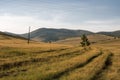 Grassland at Okhota in summer