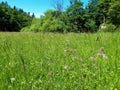 grassland with pink ragged-robin (Lychnis flos-cuculi) flowers Royalty Free Stock Photo