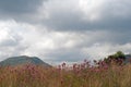 GRASSLAND AND POMPOM FLOWERS AGAINST A HILL UNDER A CLOUDY SKY Royalty Free Stock Photo