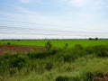 Grassland and Rice fields,Nature Color green Background Blue Sky,Grass flowers Royalty Free Stock Photo