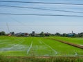 Grassland and Rice fields,Nature Color green Background Blue Sky,Grass flowers Royalty Free Stock Photo