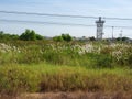 Grassland and Rice fields,Nature Color green Background Blue Sky,Grass flowers Royalty Free Stock Photo