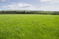 Grassland scenery