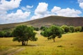 Grassland scenery