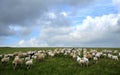 Grassland sheep
