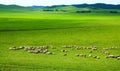 Grassland & Sheep