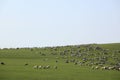 Grassland, sheep