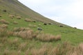 Grassland with sheep
