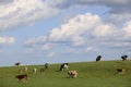 Grassland, sheep, sky, cloud