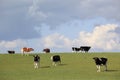 Grassland, sheep, sky, cloud