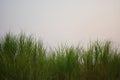 Grassland and sky