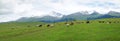 Grassland with snow mountains Royalty Free Stock Photo