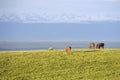 Grassland with snow mountains Royalty Free Stock Photo