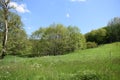 grassland in spring with tall trees around Royalty Free Stock Photo