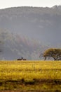 Grassland of Swaziland with two Blesboks, Mlilwane Wildlife Sanctuary
