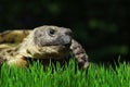 Grassland tortoise