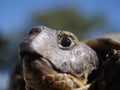 Grassland tortoise testudo horsfieldii