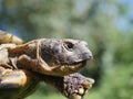 Grassland tortoise testudo horsfieldii