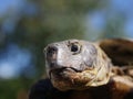 Grassland tortoise testudo horsfieldii