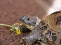 Grassland tortoise eating dandelion