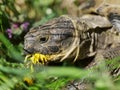 Grassland tortoise eating dandelion