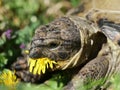 Grassland tortoise eating dandelion