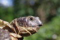 Grassland tortoise testudo horsfieldii