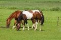 Grassland with two grazing horses Royalty Free Stock Photo