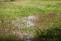 Grassland under water