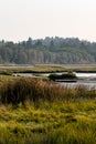 Grassland wetland along the sound Royalty Free Stock Photo