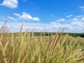 Grassland, white cloud and blue sky. Royalty Free Stock Photo